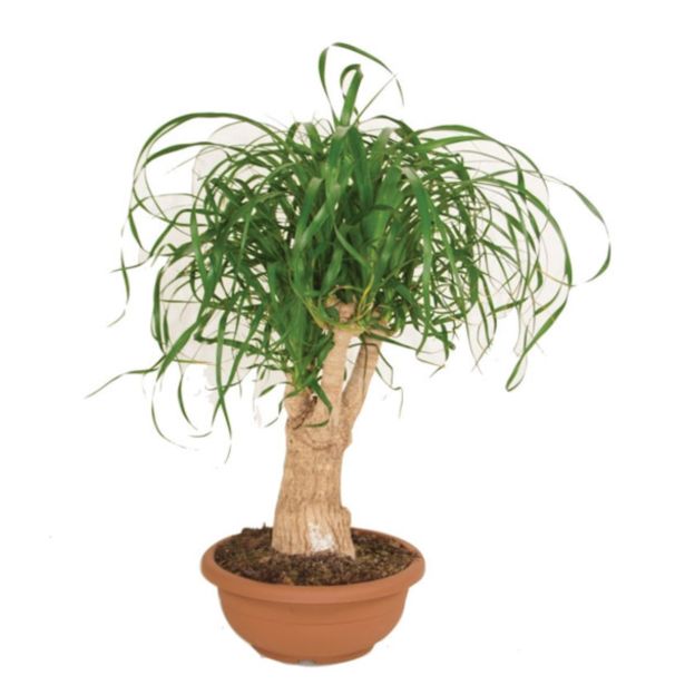 ZELENA RASTLINA SLONOVA NOGA L25