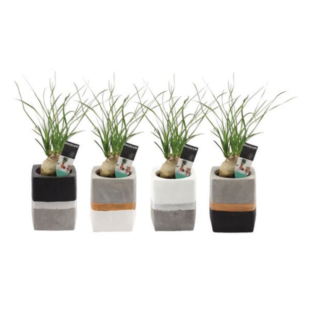 ZELENA RASTLINA SLONOVA NOGA L6 V OKRASNEM LONCU