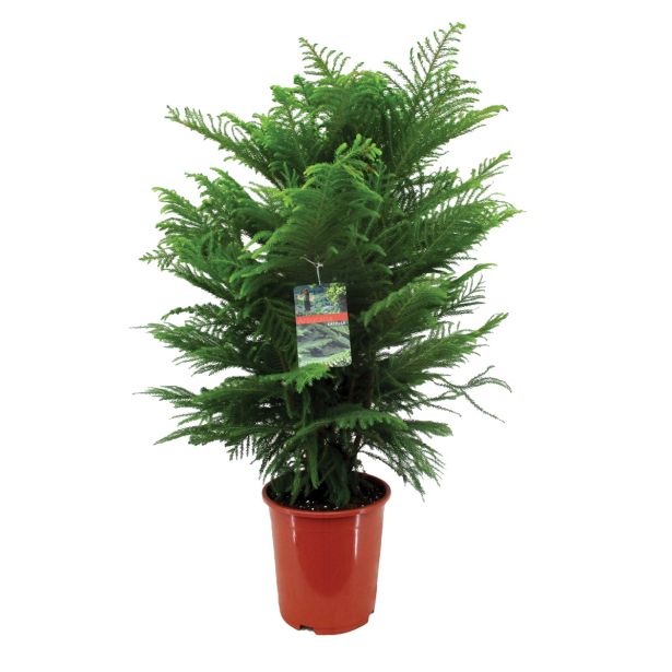 ZELENA RASTLINA SOBNA SMREKA