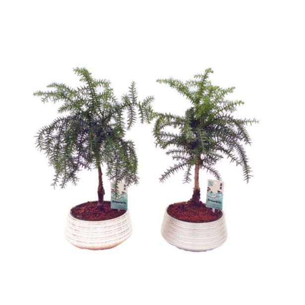 ZELENA RASTLINA SOBNA SMREKA NA STEBLU V OKRASNEM LONCU