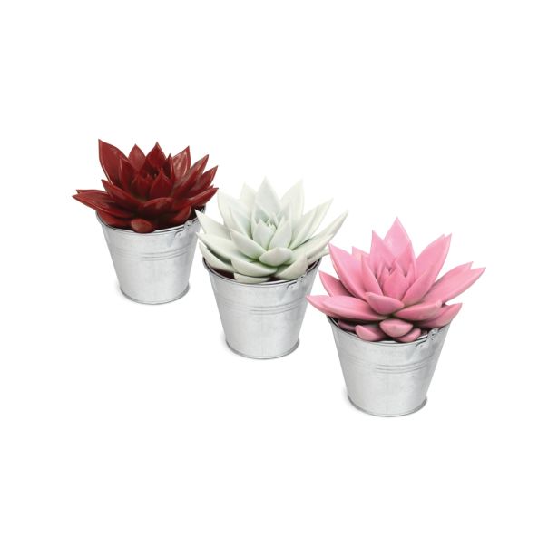 SUKULENT SOČNICE L9