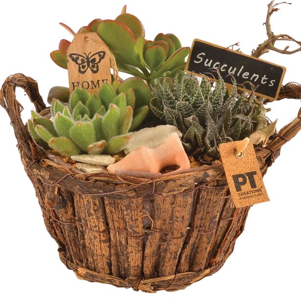 ZELENA RASTLINA SOČNICE