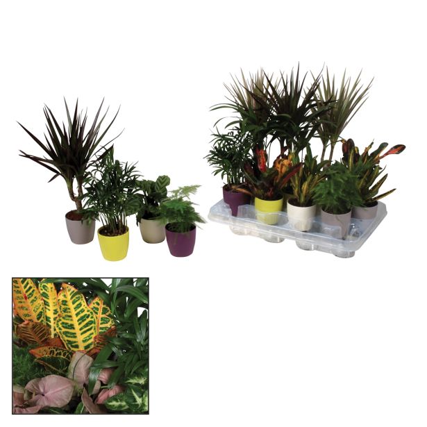 SUKULENT SOČNICE L7