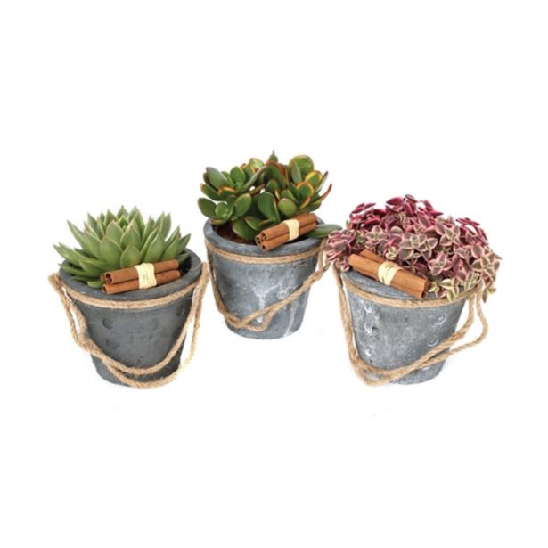 SUKULENT V OKRASNEM LONCU L14