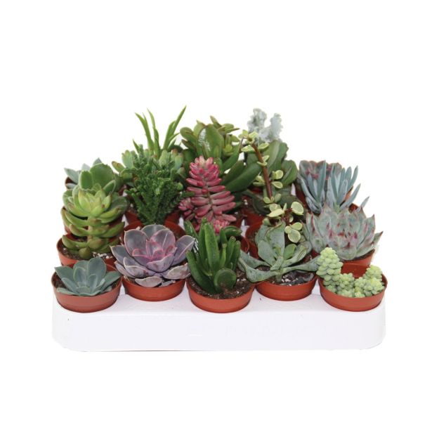 ZELENA RASTLINA SUKULENTE MIX L5.5