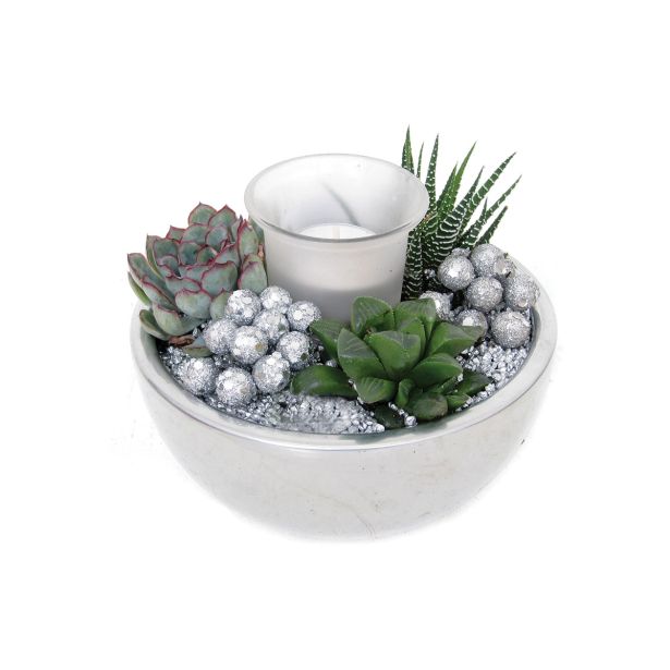 ZELENA RASTLINA SUKULENTE V SREBRNEM NASADU NOVO LETO