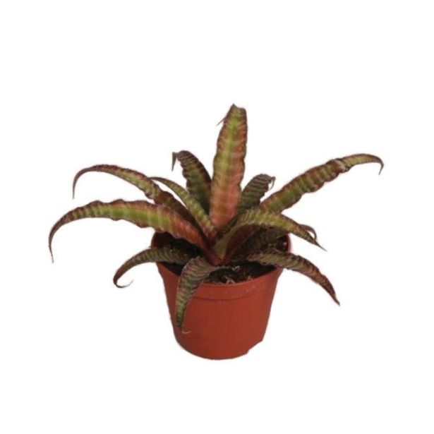 ZELENA RASTLINA TALNA ZVEZDA L9