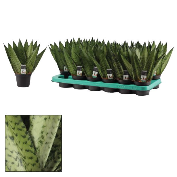 ZELENA RASTLINA TAŠČIN JEZIK