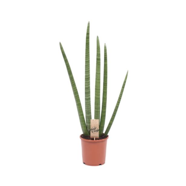 TAŠČIN JEZIK CYLINDRICA L17