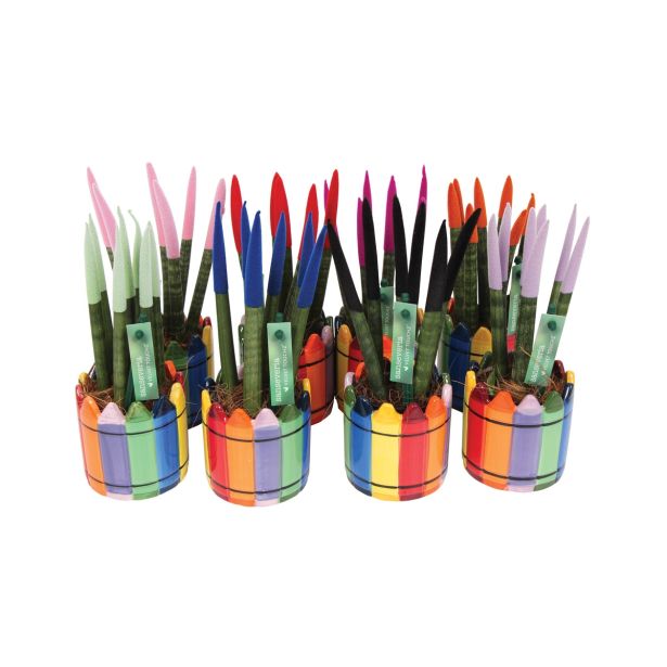 TAŠČIN JEZIK SPAGHETTI L6