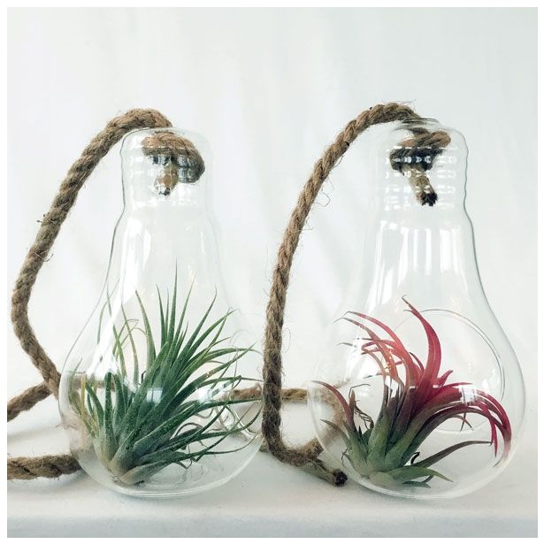 ZELENA RASTLINA TILLANDSIA V STEKLU ŽARNICA