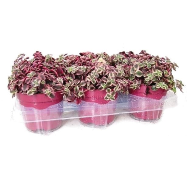 ZELENA RASTLINA TOLŠČICA MAGINALIS L12