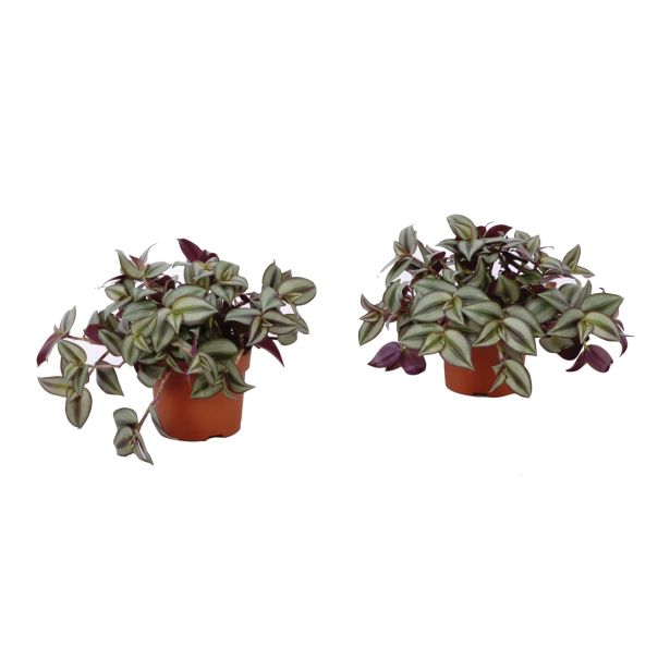 ZELENA RASTLINA TRADESKANCIJA