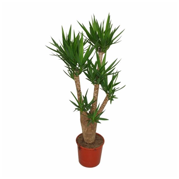 DREVO ŽIVLJENJA YUCCA L35