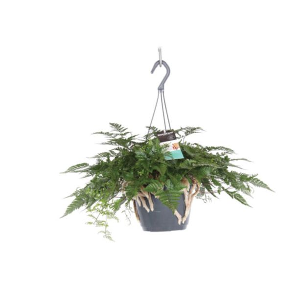 PRAPROT ZAJČJE TAČKE OBEŠANKA L17