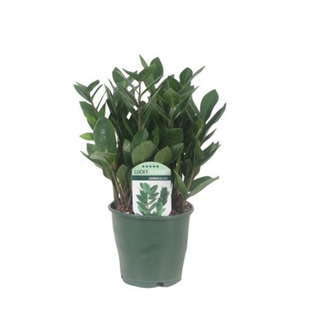 ZELENA RASTLINA ZAMIJA