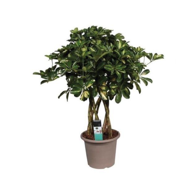 ZELENA RASTLINA ŽARKASTA ARALIJA GOLD CAPELLA