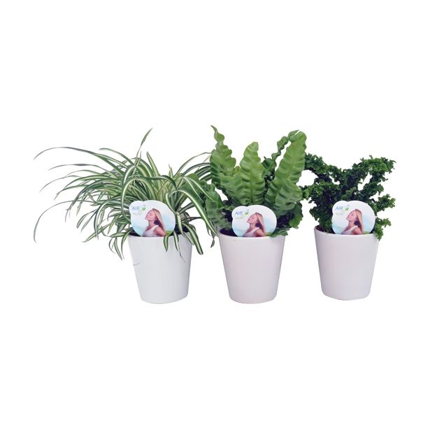 ZELENA RASTLINA ZELENE RASTLINE MIX