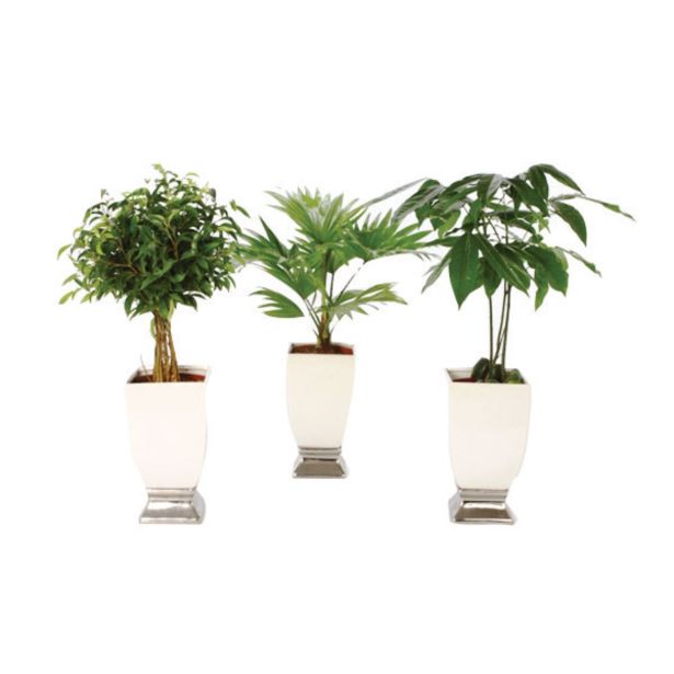 MIX ZELENIH RASTLIN V OKR. LONCU L12