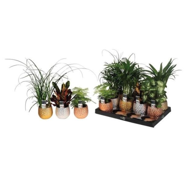 ZELENA RASTLINA ZELENI MIKS V OKRASNEM LONCU