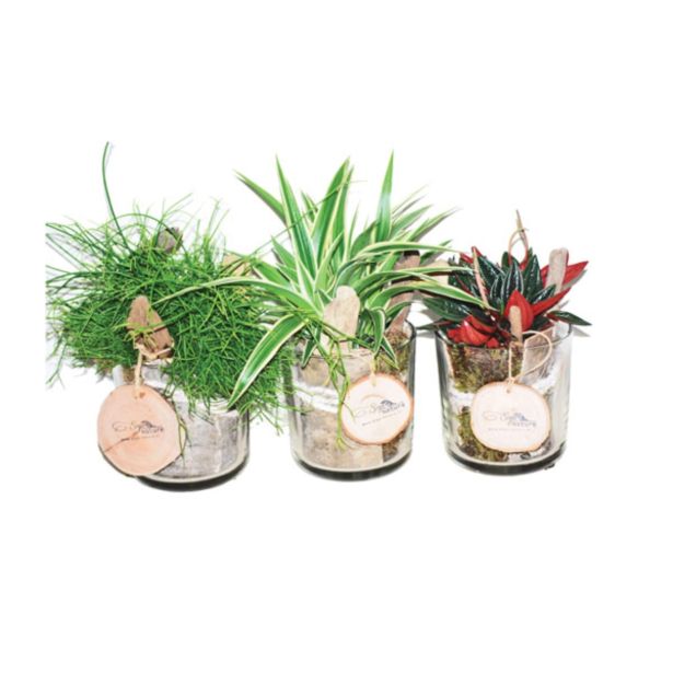 MIX ZELENIH RASTLIN V STEKLU L13