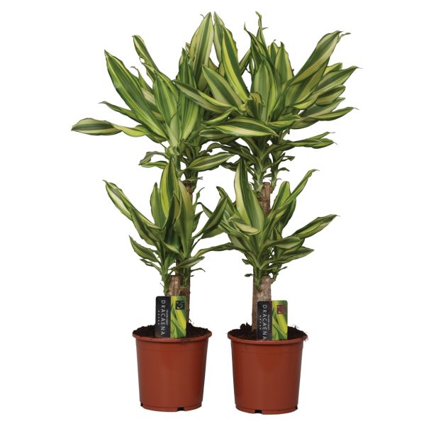 ZELENA RASTLINA ZMAJEVKA