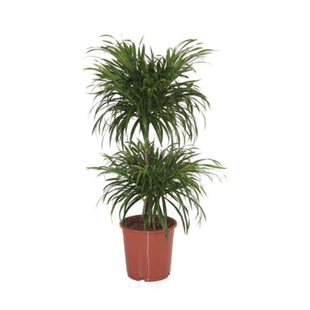 ZELENA RASTLINA ZMAJEVKA ANITA L19