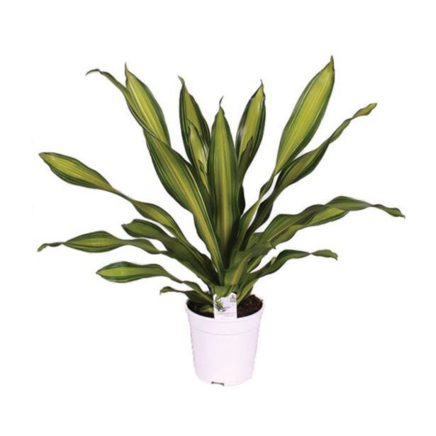 ZELENA RASTLINA ZMAJEVKA CHARLEY L24