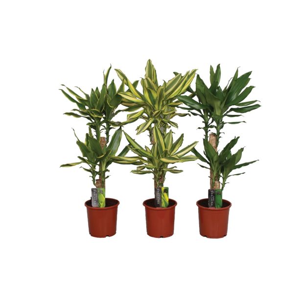 ZELENA RASTLINA ZMAJEVKA DVE STEBLI L17