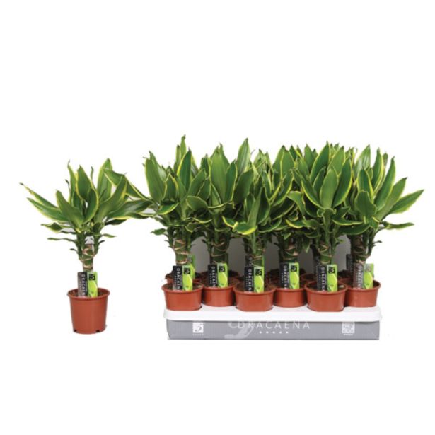 ZELENA RASTLINA ZMAJEVKA GOLDEN COAST L11