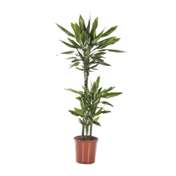 ZELENA RASTLINA ZMAJEVKA JANET L21 60-30-15