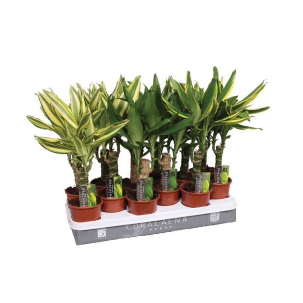 ZELENA RASTLINA ZMAJEVKA MIX L 11