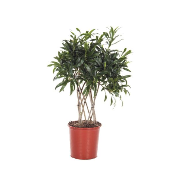 ZELENA RASTLINA ZMAJEVKA REFLEXA