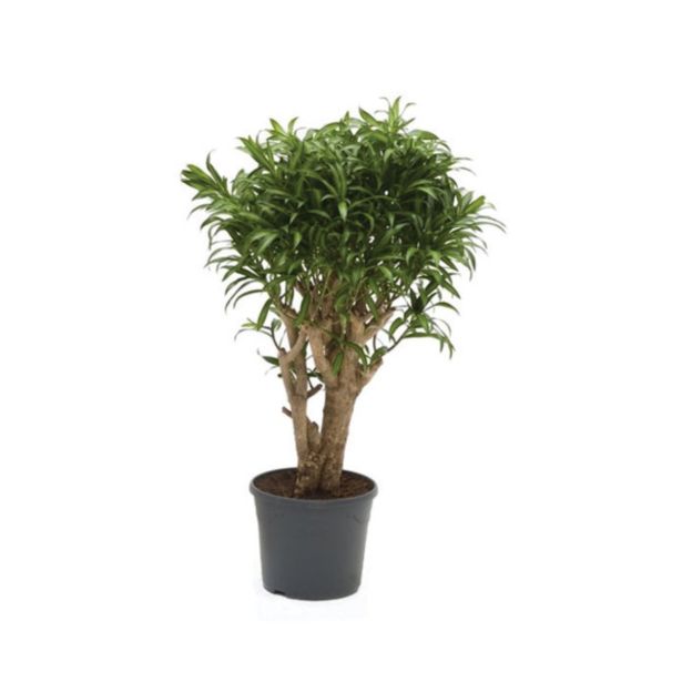 ZELENA RASTLINA ZMAJEVKA SONG OF JAMAICA