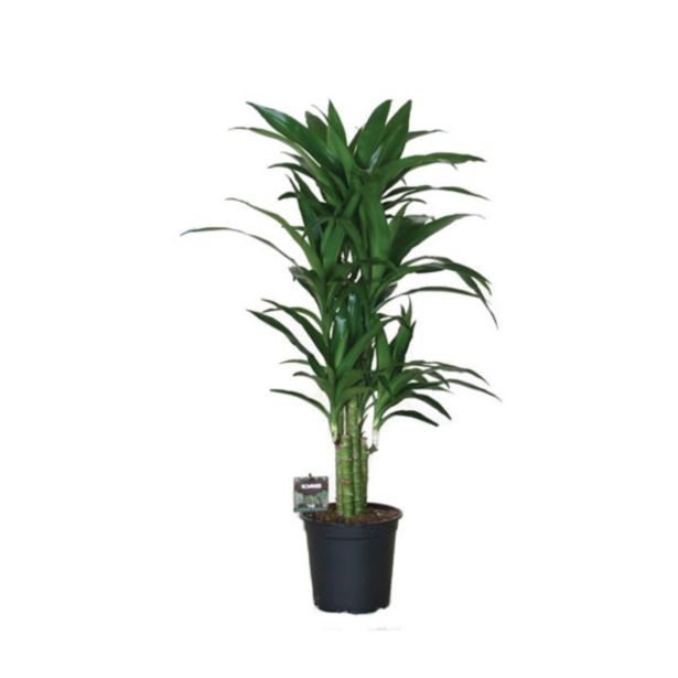 ZELENA RASTLINA ZMAJEVKA VEČ STEBEL L21