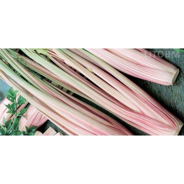 KORENOVKE L'ORTO FRUTTIFERO ZELENA RDEČA 4/1 DI TORINO KULTIPAK