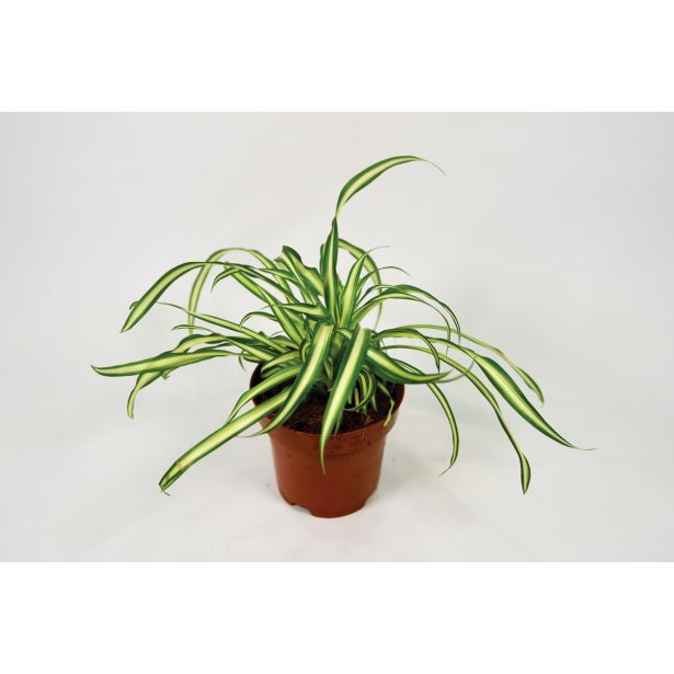 ZELENČICA ATLANTIC L12