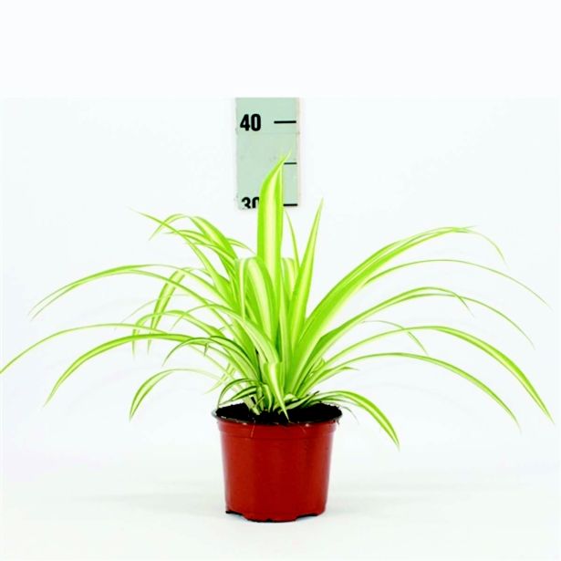 ZELENČICA L12 VARIEGATUM