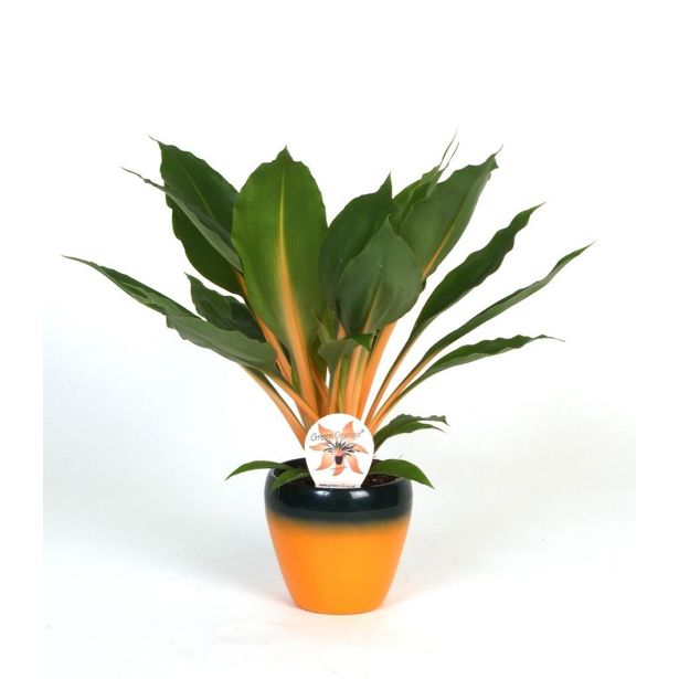 ZELENČICA V OKRASNEM LONCU GREEN ORANGE L13