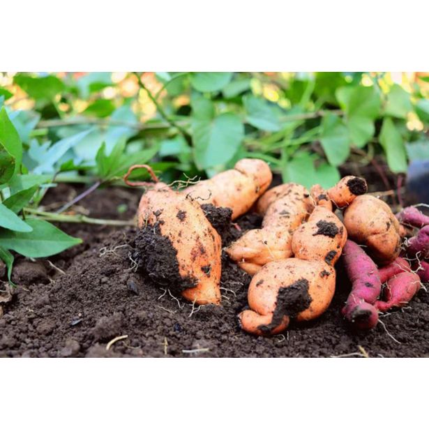 ZELENJAVNA SADIKA SLADKI KROMPIR L10 CM