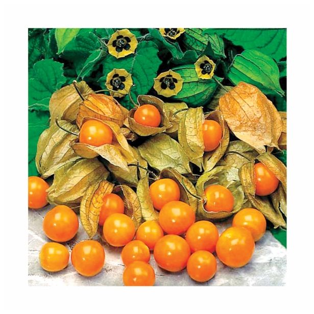 ZELENJAVNA SADIKA VOLMARY ANDSKA JAGODA L12 GOLDVITAL