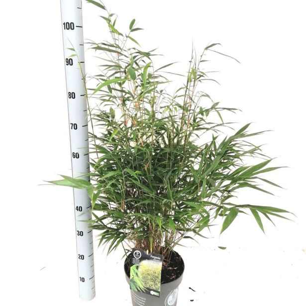 ZIMZELENI MIX FARGESIA ROBUSTA L17 CM