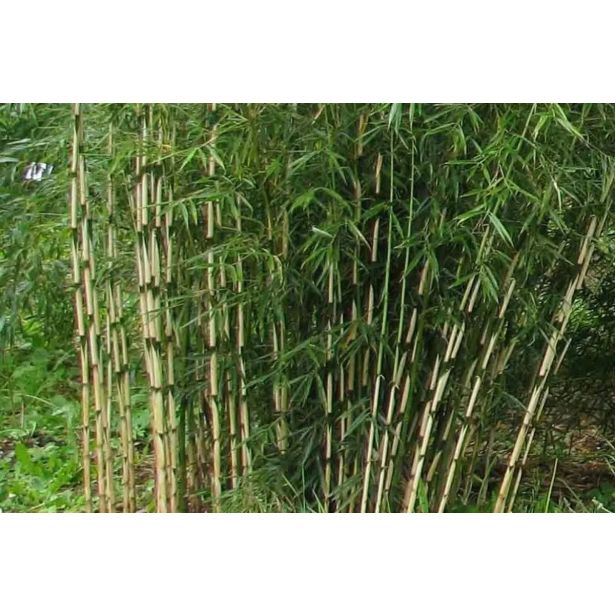ZIMZELENI MIX FARGESIA ROBUSTA L17 CM