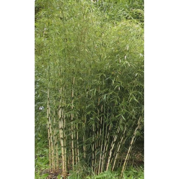 ZIMZELENI MIX FARGESIA ROBUSTA L17 CM