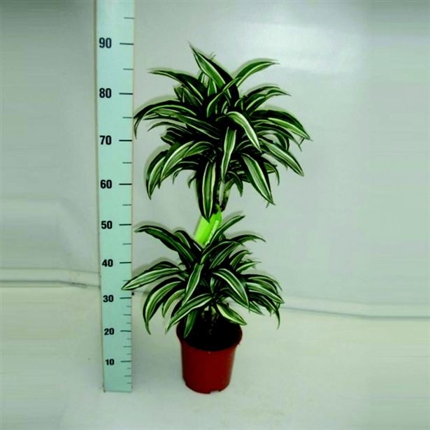 ZMAJEVKA JEDE JEWEL L19