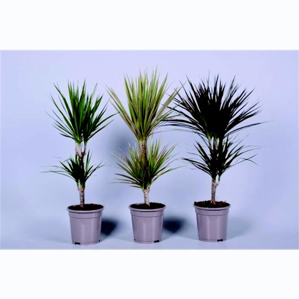 ZMAJEVKA 3 SORTE L17