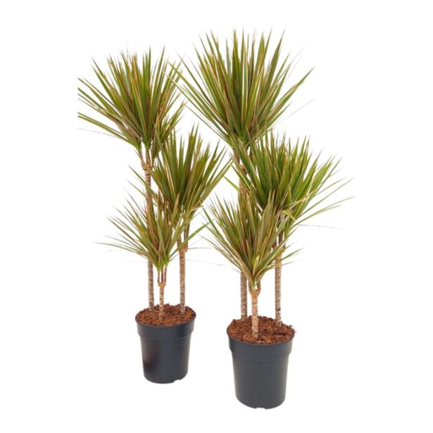 ZMAJEVKA BICOLOR 3 ST 60-30-15 L21 CM