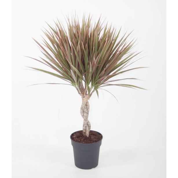 ZMAJEVKA BICOLOR L15