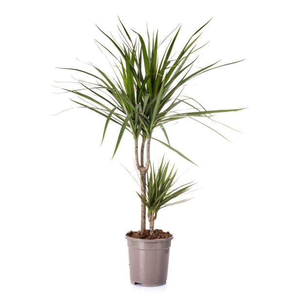 ZMAJEVKA BICOLOR L17