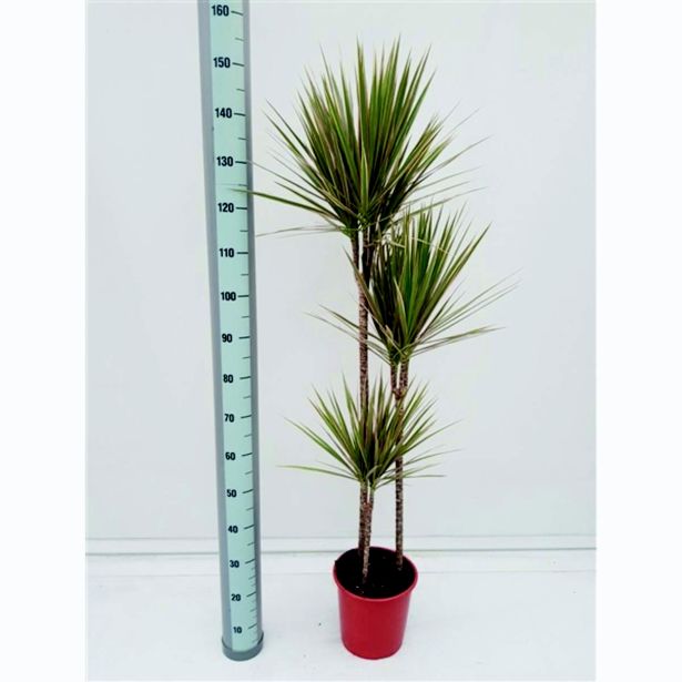 ZMAJEVKA BICOLOR L24